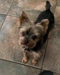 Lost Female Dog last seen Whitney Ranch and Sunset , Henderson, NV 89014
