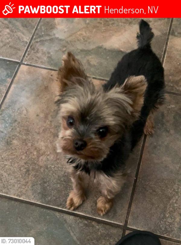 Lost Female Dog last seen Whitney Ranch and Sunset , Henderson, NV 89014