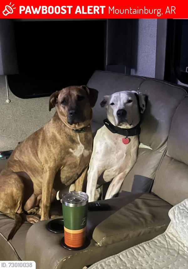 Lost Male Dog last seen Meyer Valley, Mountainburg, AR 72946