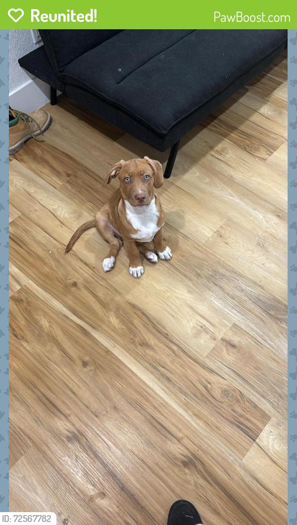 Reunited Male Dog last seen Bonanza y Vegas Blvd, Las Vegas, NV 89101