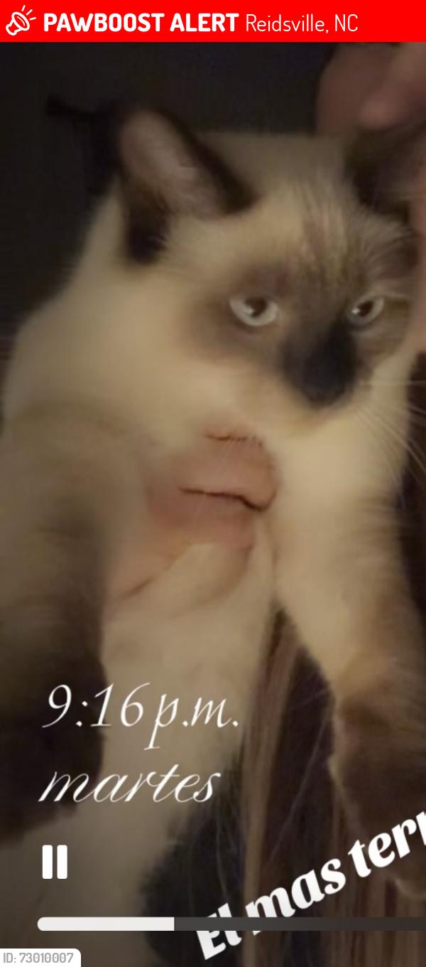 Lost Male Cat last seen Reidsville nc, Reidsville, NC 27320