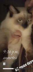 Lost Male Cat last seen Reidsville nc, Reidsville, NC 27320