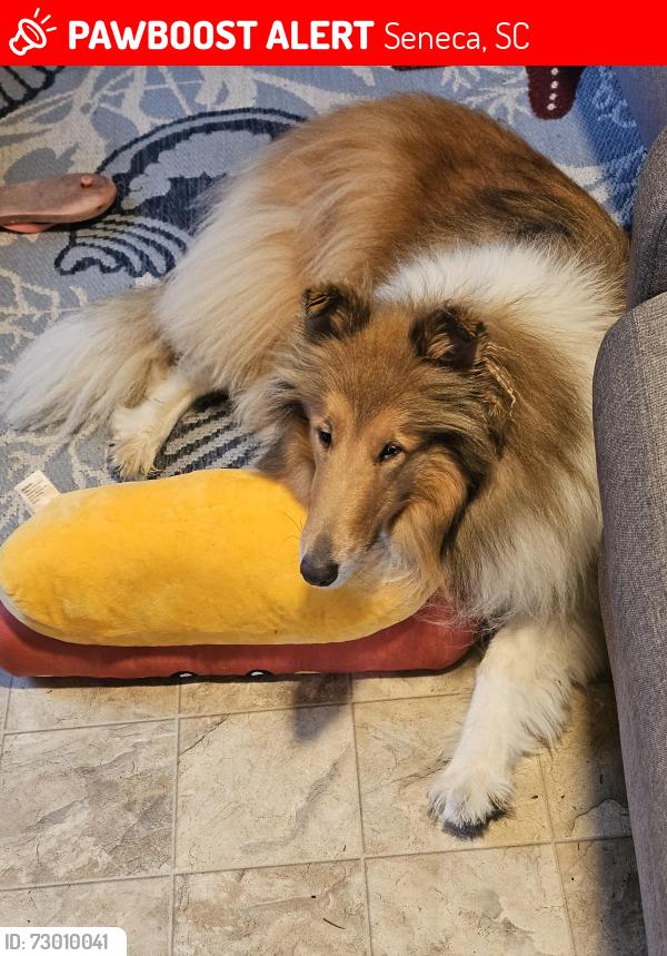 Lost Female Dog last seen Frenge branch rd, Seneca, SC 29672