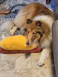 Lost Female Dog last seen Frenge branch rd, Seneca, SC 29672