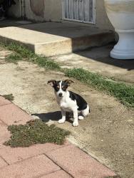Lost Male Dog last seen Randall Ave and Cactus Ave, Rialto, CA 92376