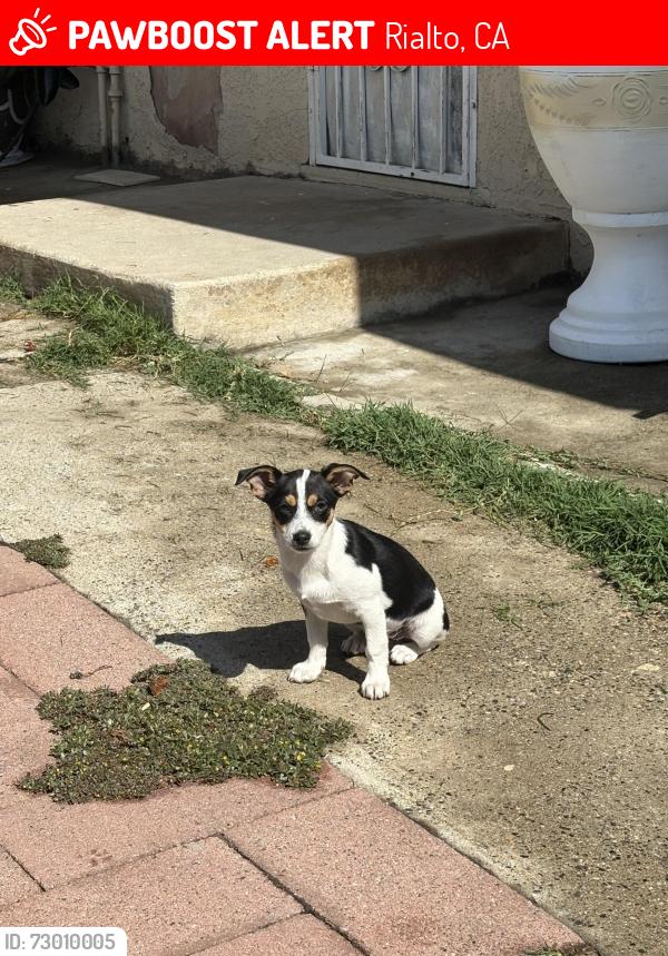Lost Male Dog last seen Randall Ave and Cactus Ave, Rialto, CA 92376