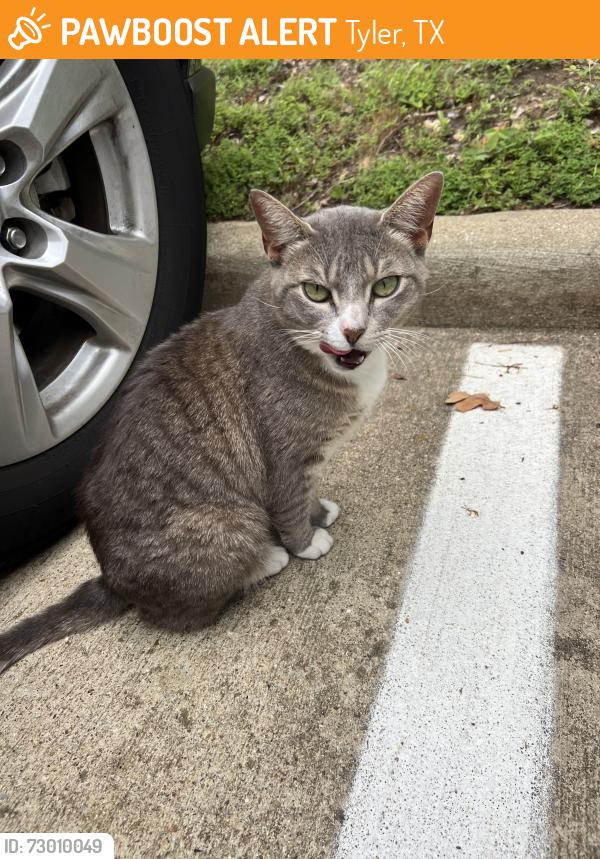Found/Stray Unknown Cat last seen Eagles Nest Blvd, Tyler, TX 75703