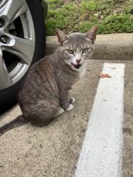 Found/Stray Unknown Cat last seen Eagles Nest Blvd, Tyler, TX 75703