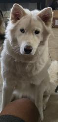Reunited Female Dog last seen Grandview Blvd & N 16 St, Kansas City, KS 66102, USA, Kansas City, KS 66102