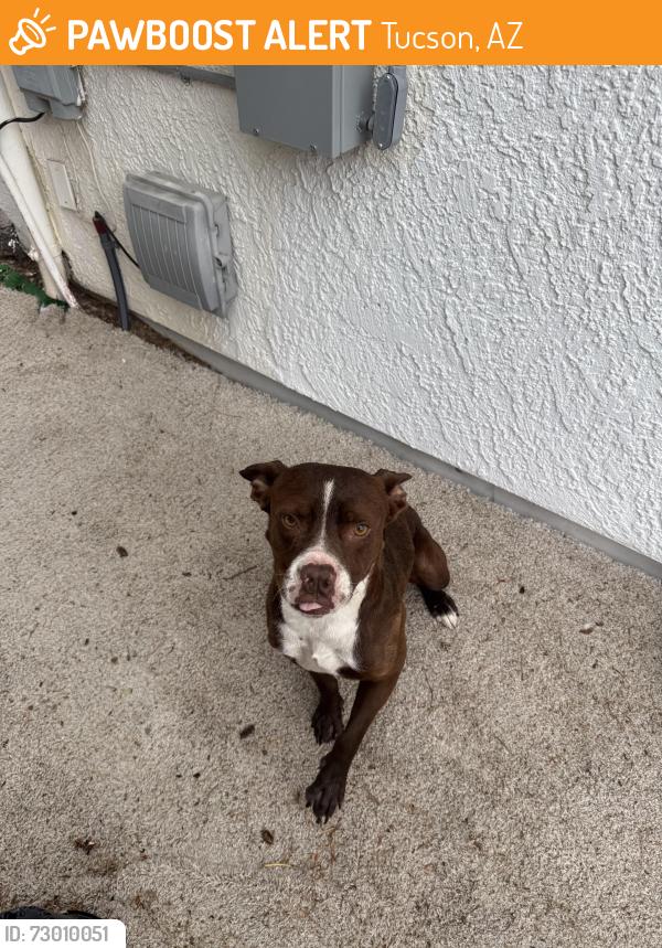 Found/Stray Male Dog last seen Buffalo Wild Wings on irvingotn , Tucson, AZ 85746