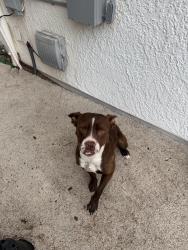 Found/Stray Male Dog last seen Buffalo Wild Wings on irvingotn , Tucson, AZ 85746