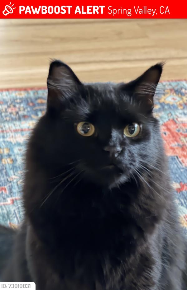 Lost Male Cat last seen Destiny mountain ct spring valley 91978, Spring Valley, CA 91978