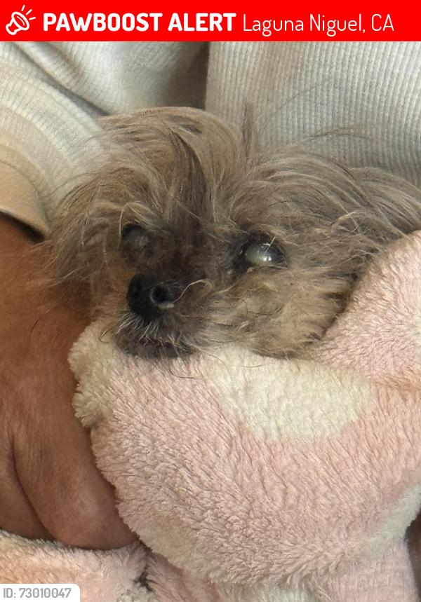 Lost Female Dog last seen Seabrige Rd , Laguna Niguel, CA 92677
