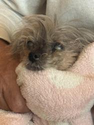 Lost Female Dog last seen Seabrige Rd , Laguna Niguel, CA 92677
