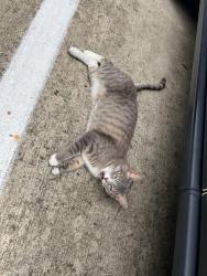 Found/Stray Unknown Cat last seen Eagles Nest Blvd, Tyler, TX 75703