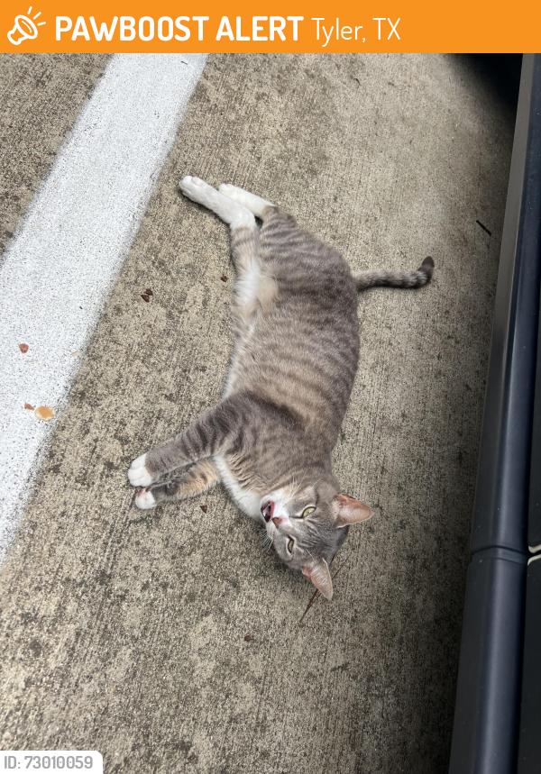 Found/Stray Unknown Cat last seen Eagles Nest Blvd, Tyler, TX 75703