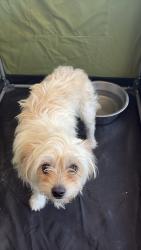 Found/Stray Unknown Dog last seen Bouquet Cyn Rd and Texas Cyn Rd, Santa Clarita, CA 91350