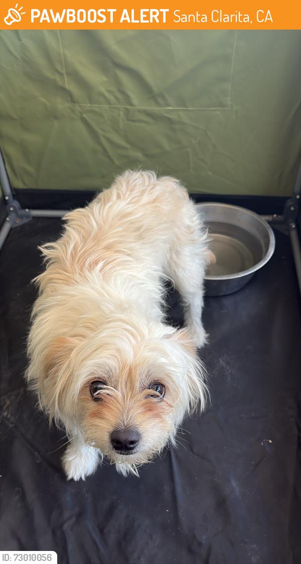 Found/Stray Unknown Dog last seen Bouquet Cyn Rd and Texas Cyn Rd, Santa Clarita, CA 91350