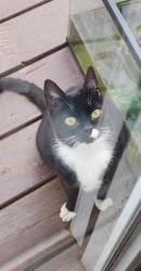 Lost Female Cat last seen Dudley shoals rd, Caldwell County, NC 28630