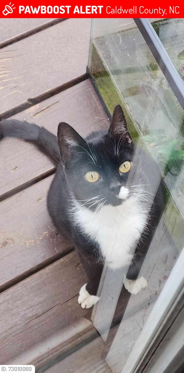 Lost Female Cat last seen Dudley shoals rd, Caldwell County, NC 28630