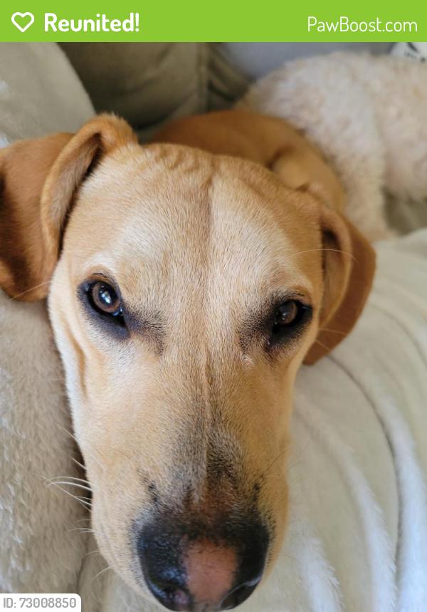 Reunited Male Dog last seen Curtis Dr and radio ave, sound Beach ny, Sound Beach, NY 11789