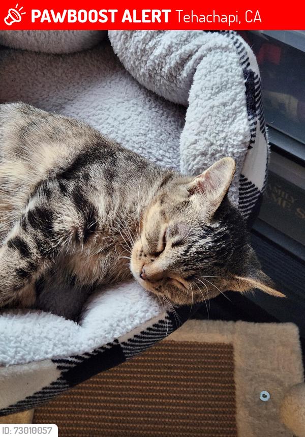 Lost Female Cat last seen Willow Springs ests, Tehachapi, CA 93561