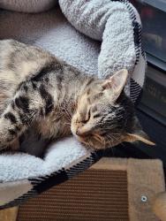 Lost Female Cat last seen Willow Springs ests, Tehachapi, CA 93561