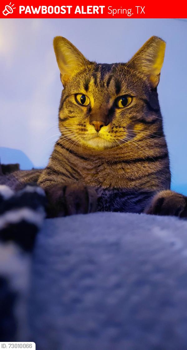 Lost Female Cat last seen Near Twister Trail , Spring, TX 77373