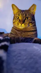 Lost Female Cat last seen Near Twister Trail , Spring, TX 77373