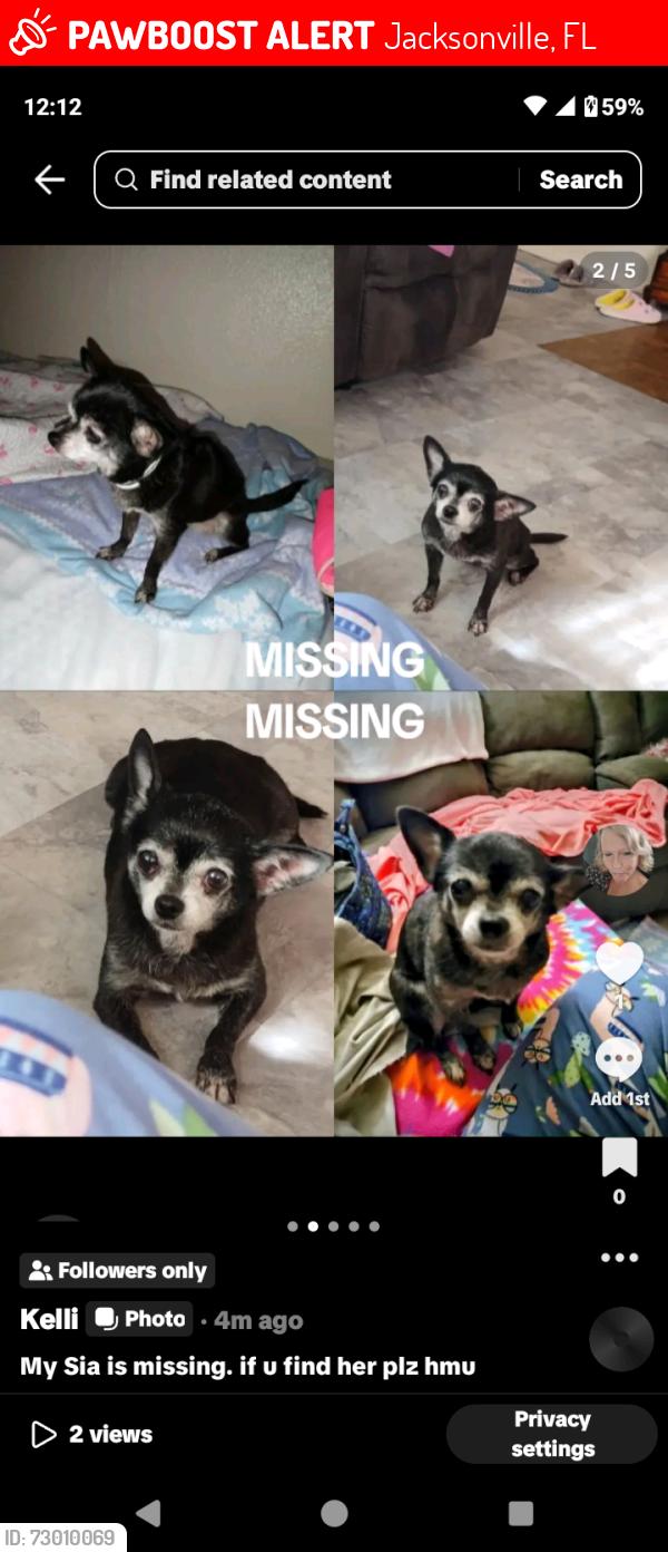 Lost Female Dog last seen Cahoon & Beaver St , Jacksonville, FL 32220