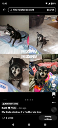 Lost Female Dog last seen Cahoon & Beaver St , Jacksonville, FL 32220