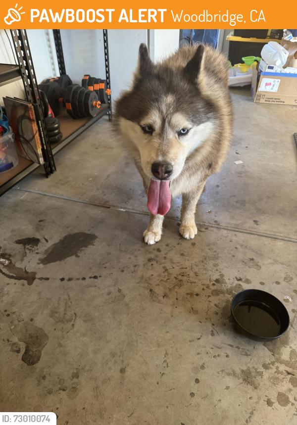 Found/Stray Male Dog last seen Woodbridge road , Woodbridge, CA 95258