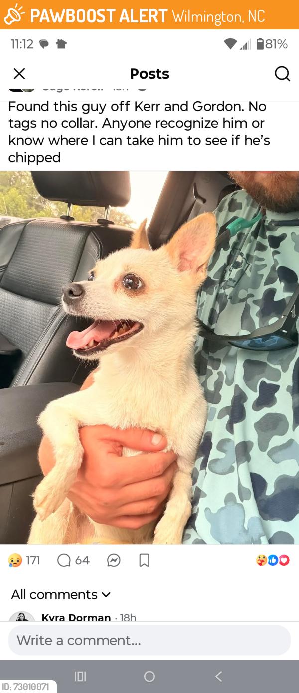 Found/Stray Female Dog last seen Kerr &Gondon, Wilmington, NC 28405