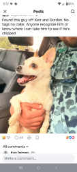Found/Stray Female Dog last seen Kerr &Gondon, Wilmington, NC 28405
