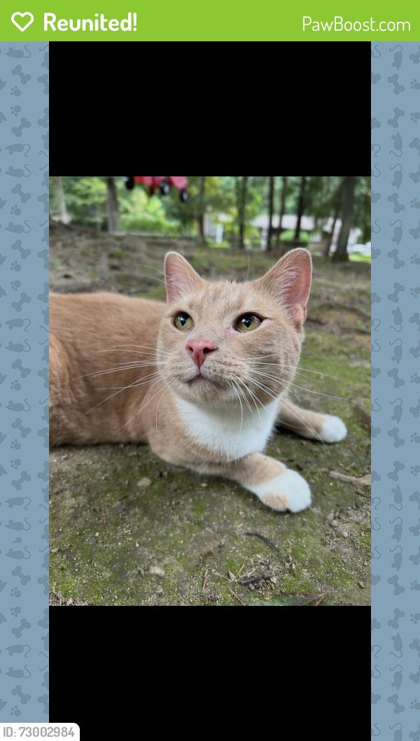 Reunited Male Cat last seen Bliss brothers Dairy, Attleboro, MA 02703
