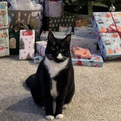 Lost Male Cat last seen Edal Street and McBride Station Trail, Langley Township, BC V1M 4G1