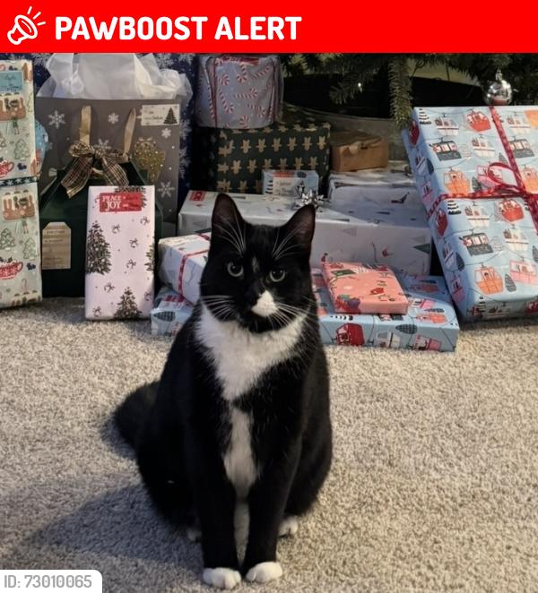 Lost Male Cat last seen Edal Street and McBride Station Trail, Langley Township, BC V1M 4G1