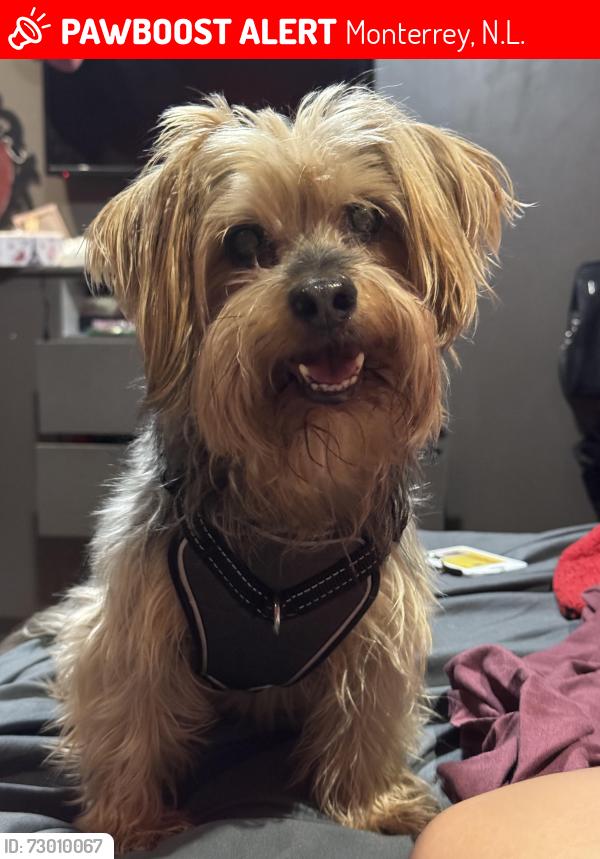 Lost Male Dog last seen Las Gardenias 5462 y Oxxo Del Paseo Residencial, Monterrey, N.L. 