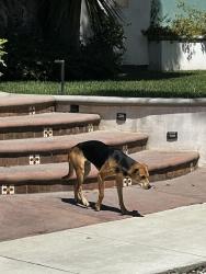 Found/Stray Unknown Dog last seen Between Vista and Broadway on Granada Ave, Long Beach, CA 90803