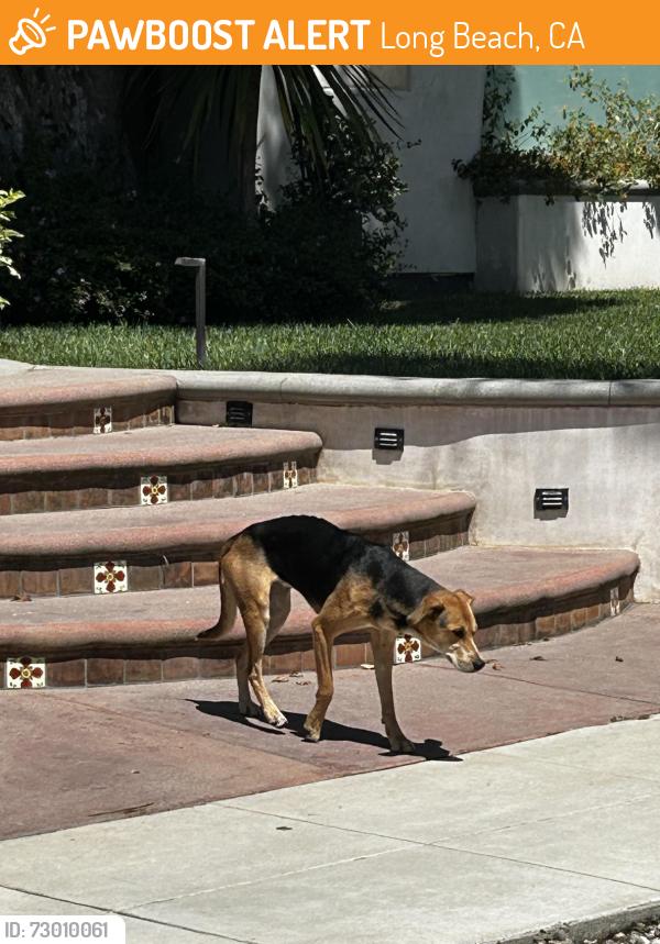 Found/Stray Unknown Dog last seen Between Vista and Broadway on Granada Ave, Long Beach, CA 90803
