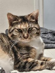 Lost Female Cat last seen Wall and Pierce , Spokane, WA 99208