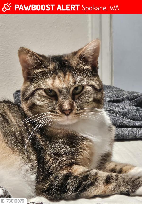 Lost Female Cat last seen Wall and Pierce , Spokane, WA 99208