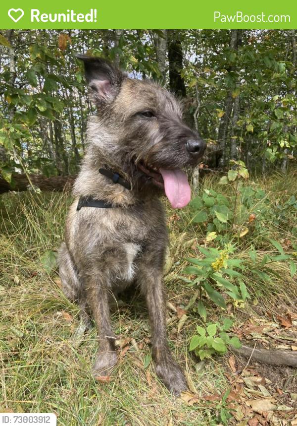 Reunited Male Dog last seen Sweeten creek - BP, Asheville, NC 28704