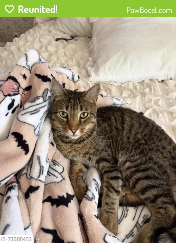 Reunited Male Cat last seen Avon street, melrose MA, Melrose, MA 02176