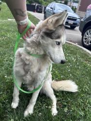 Found/Stray Male Dog last seen Near @ exit 4, Newport Kentucky, Newport, KY 41071
