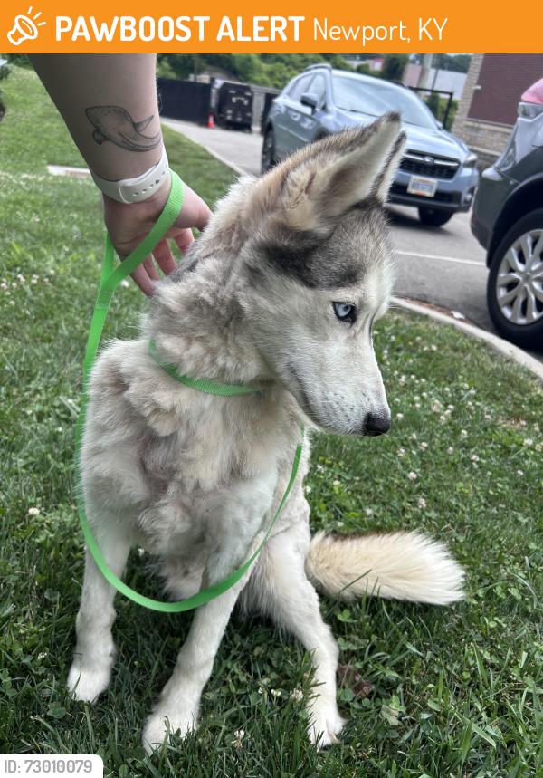 Found/Stray Male Dog last seen Near @ exit 4, Newport Kentucky, Newport, KY 41071
