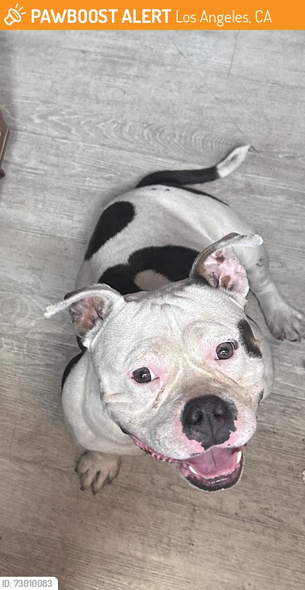 Found/Stray Female Dog last seen John C Fremont high school , Los Angeles, CA 90003