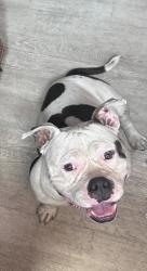 Found/Stray Female Dog last seen John C Fremont high school , Los Angeles, CA 90003