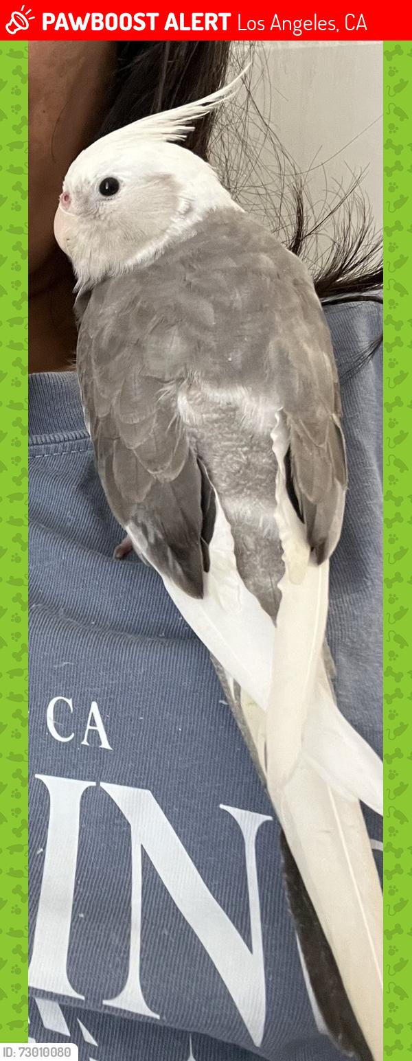 Lost Male Bird last seen Lindley and Vanowen, Los Angeles, CA 91335