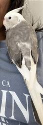 Lost Male Bird last seen Lindley and Vanowen, Los Angeles, CA 91335